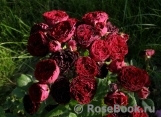 Red Sensation Red Sensation