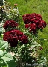 Red Sensation Red Sensation