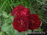 Red Sensation Red Sensation