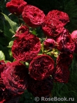 Red Sensation Red Sensation