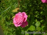 Louise Odier Louise Odier