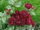 Red Sensation Red Sensation