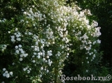 Paul’s Himalayan Musk 