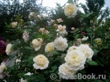 Crocus Rose® Crocus Rose®