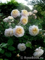Crocus Rose® Crocus Rose®