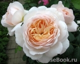 Crocus Rose® Crocus Rose®