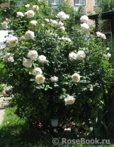 Crocus Rose® Crocus Rose®