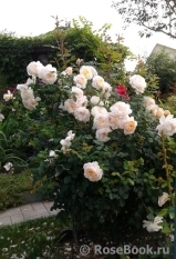 Crocus Rose® Crocus Rose®