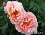 Sangerhauser Jubilaumsrose Sangerhauser Jubilaumsrose