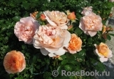 Sangerhauser Jubilaumsrose Sangerhauser Jubilaumsrose