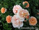 Sangerhauser Jubilaumsrose Sangerhauser Jubilaumsrose