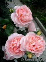 Sangerhauser Jubilaumsrose Sangerhauser Jubilaumsrose