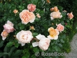 Sangerhauser Jubilaumsrose Sangerhauser Jubilaumsrose