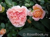 Sangerhauser Jubilaumsrose Sangerhauser Jubilaumsrose