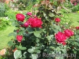 Rose des 4 Vents Rose des 4 Vents