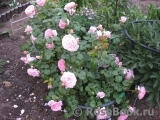 Strawberry Hill Strawberry Hill