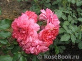 Rosarium Uetersen Rosarium Uetersen