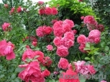 Rosarium Uetersen Rosarium Uetersen