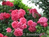 Rosarium Uetersen Rosarium Uetersen