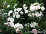 Aspirin Rose Aspirin Rose