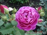 Heidi Klum Rose Heidi Klum Rose