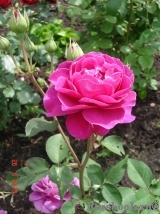 Heidi Klum Rose Heidi Klum Rose