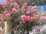 Rosarium Uetersen Rosarium Uetersen