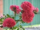 Rosarium Uetersen Rosarium Uetersen