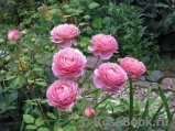 Jubilee Celebration® Jubilee Celebration®