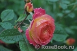 Gartenspass ® Gartenspass ®