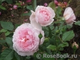 The Wedgwood Rose The Wedgwood Rose