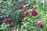 William Shakespeare ® William Shakespeare ®