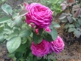 Heidi Klum Rose Heidi Klum Rose