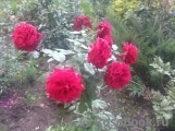 Mildred Scheel Mildred Scheel