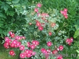 Candia Meillandecor 