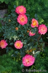 Mandarin Mandarin