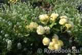 Golden Border Golden Border