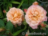 Augusta Luise Augusta Luise