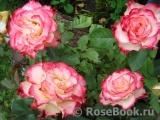 Spanish Dancer