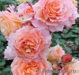 Augusta Luise Augusta Luise
