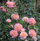 Augusta Luise Augusta Luise