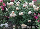 Crown Princess Margareta® Crown Princess Margareta®