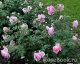 Alan Titchmarsh