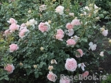 Sangerhauser Jubilaumsrose Sangerhauser Jubilaumsrose
