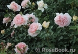Sangerhauser Jubilaumsrose Sangerhauser Jubilaumsrose