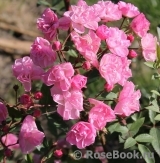 Heavenly Pink Heavenly Pink