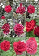 Black Baccara Black Baccara
