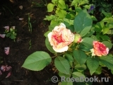 A Shropshire Lad A Shropshire Lad