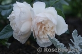 Generous Gardener, The Generous Gardener, The