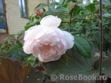 Generous Gardener, The Generous Gardener, The